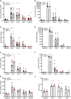 Functional consequence of myeloid ferritin heavy chain on acute and chronic effects of rhabdomyolysis-induced kidney injury